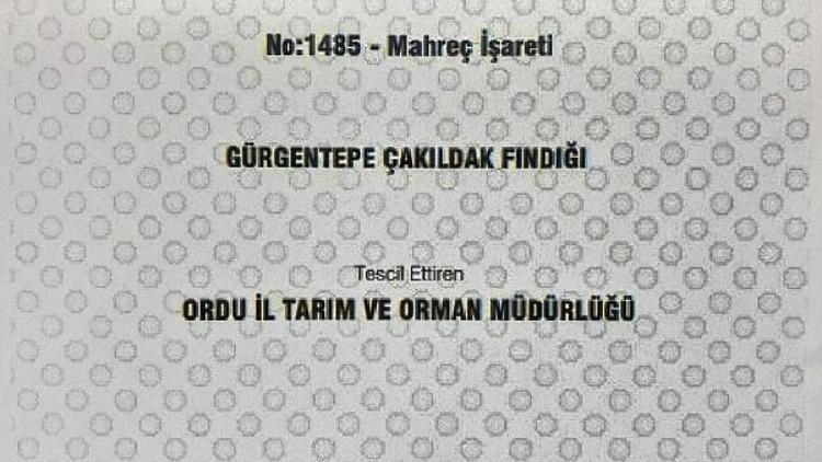 Orduda Gürgentepe Çakıldak Fındığına coğrafi işaret