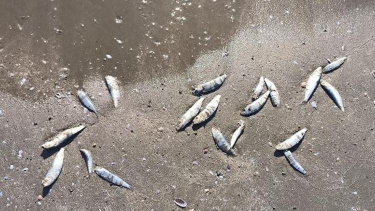 Erzin’de sahile ölü balıklar vurdu