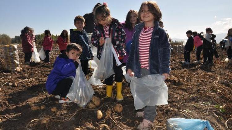 İlkokul ve lise öğrencileri patates hasadına katıldı