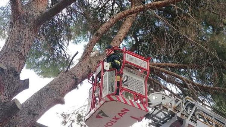 Okul bahçesindeki ağaçta mahsur kalan kedi itfaiye kurtardı