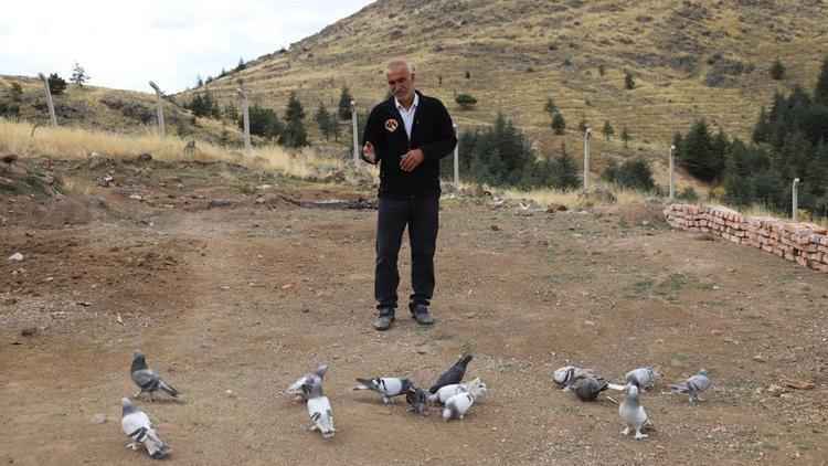 Yaralı güvercinler Ankara’da iyileşti