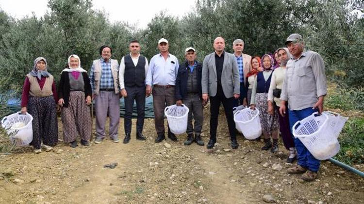 Akhisarda zeytin hasadı yapan üreticilere koruyu ekipman desteği