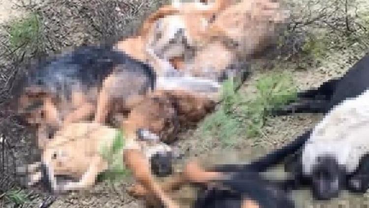 Bilecikte korkunç manzara: 14 köpek ölü bulundu Soruşturma başlatıldı