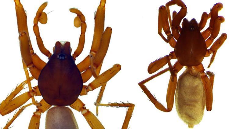 Antalyada 8 yeni örümcek türü keşfedildi