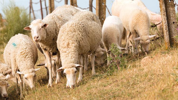 Çoban desteği yüzde 150 arttı
