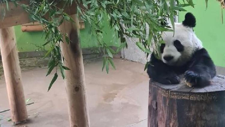 12 yıl önce Çin’den gelen pandalar ülkelerine geri dönüyor...