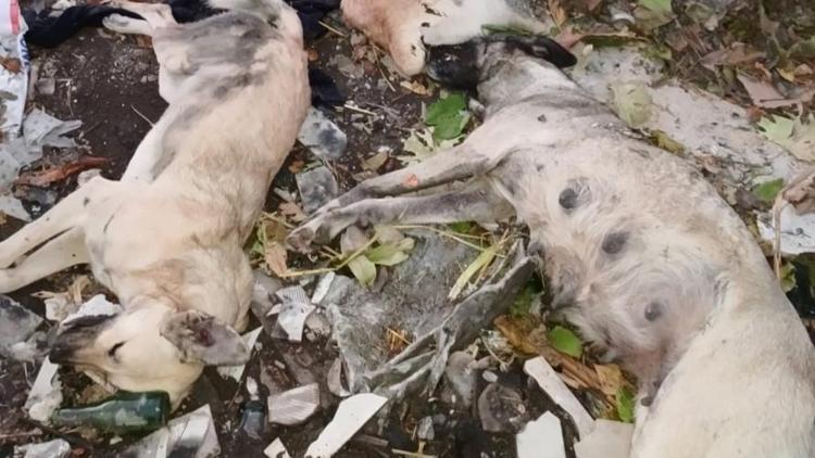 Çöplükte korkunç manzara: Çok sayıda ölü köpek bulundu