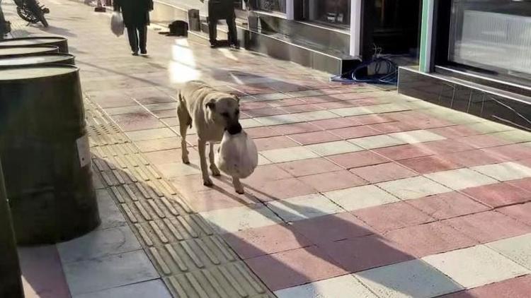 Anne köpeğin şefkati Görenleri duygulandırdı