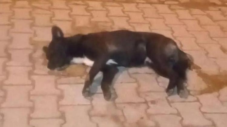 Aydında korkunç olay: 5 sokak köpeğini zehirlediler Soruşturma başlatıldı