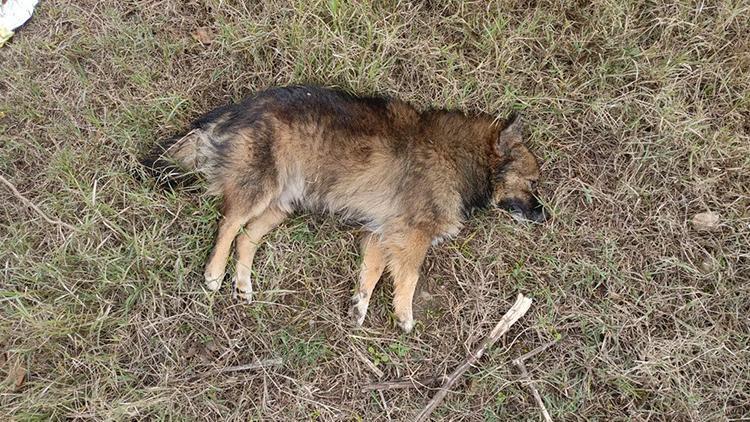 Aydında köpek katliamı: Öldürülen köpek sayısı yükseldi