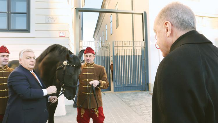 Hızlı ve güçlü... Orban’ın Erdoğan’a hediye ettiği Nonıus atı