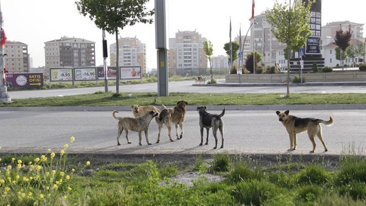 Valilikten belediyelere ‘sokak hayvanları’ talimatı