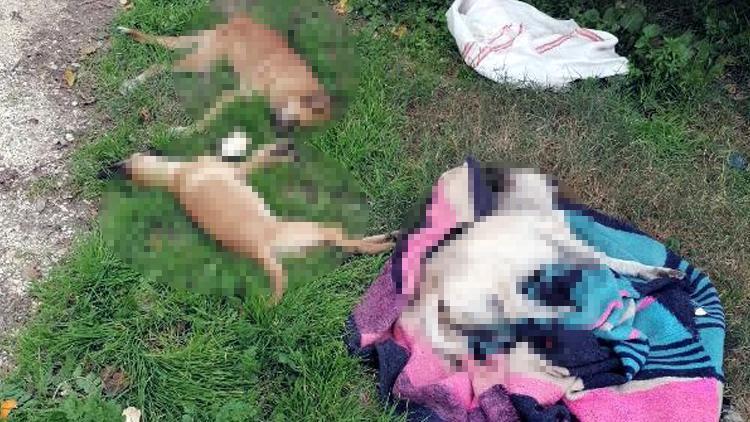Tarsusta 10 köpek ölü bulundu