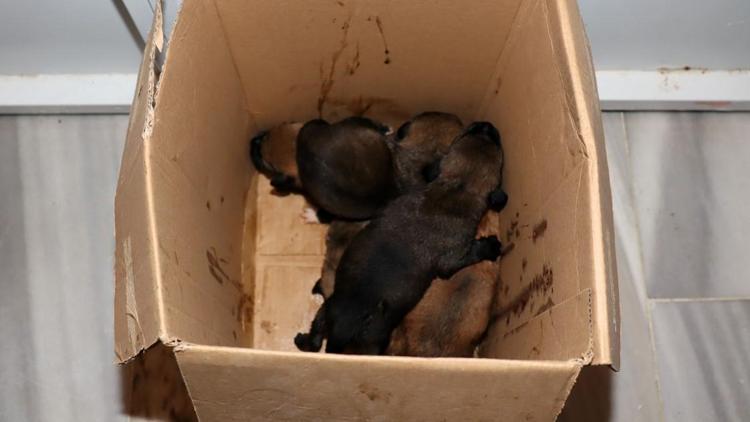 Bunun adı vicdansızlık Çöp konteynerinde 5 yavru köpek bulundu