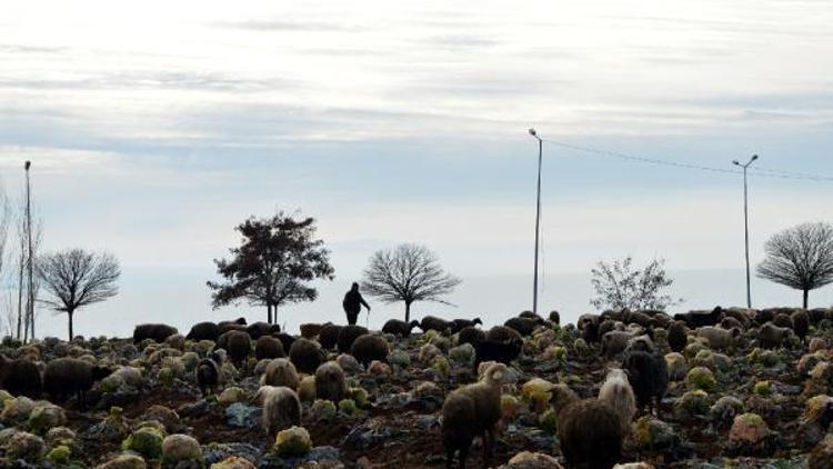 Kar olmayınca hayvanlarını Van Gölü sahilindeki tarla ve meralarda otlatıyorlar