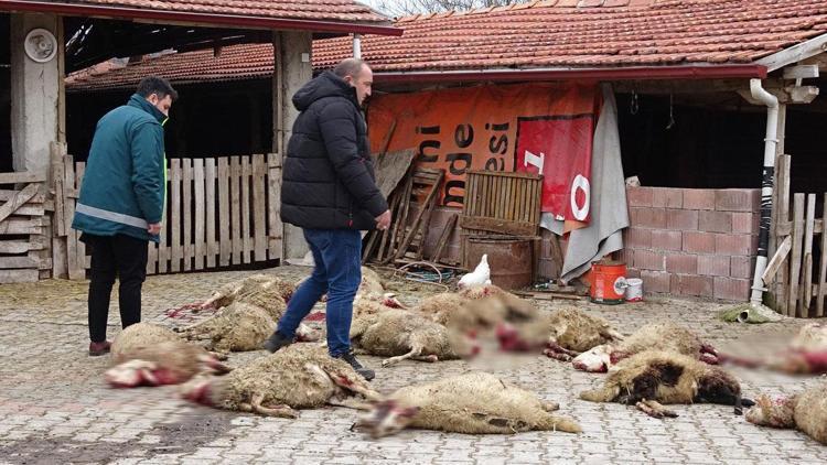 Kütahyada sokak köpekleri dehşet saçtı 22 koyun telef oldu