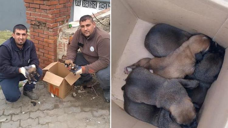 Edirnede 5 yavru köpeği çöpe attılar Temizlik görevlilerin dikkati sayesinde kurtuldular