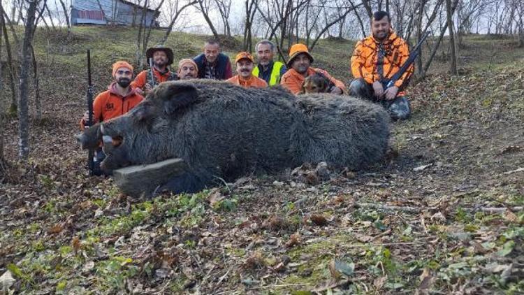 Avcılar, 600 kilogram ağırlığında domuz avlayıp, poz verdi