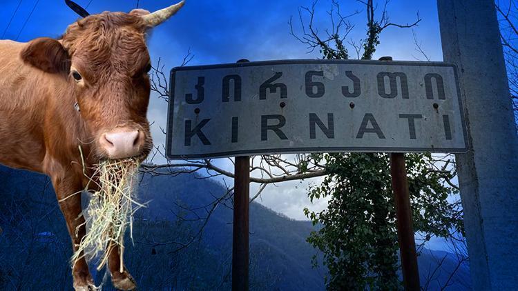 Türkiye-Gürcistan sınırında firari inek alarmı... Sahibini bulmak için seferber oldular