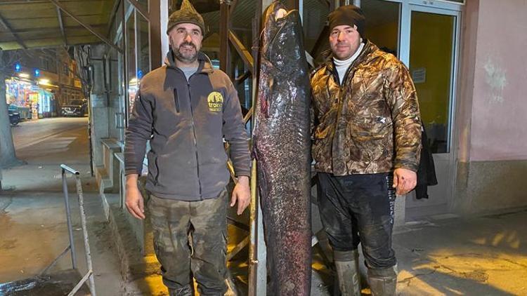 Edirnede Meriç Nehrinde yakaladılar: 71 kilo ağırlığında, 2 metre boyunda...