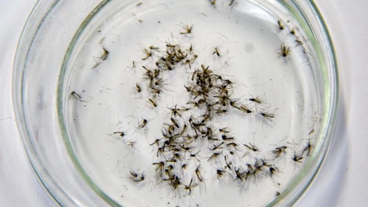 Uzman isimden sivrisinek uyarısı: Kış uykusuna yatmadılar