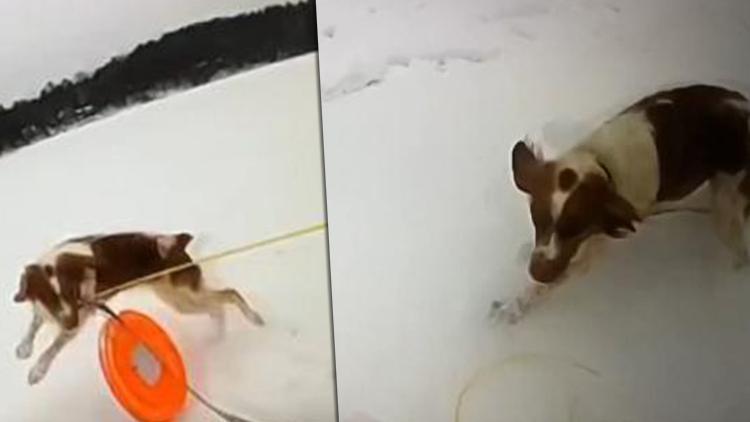 Donmuş göle düşen adamı köpeği kurtardı