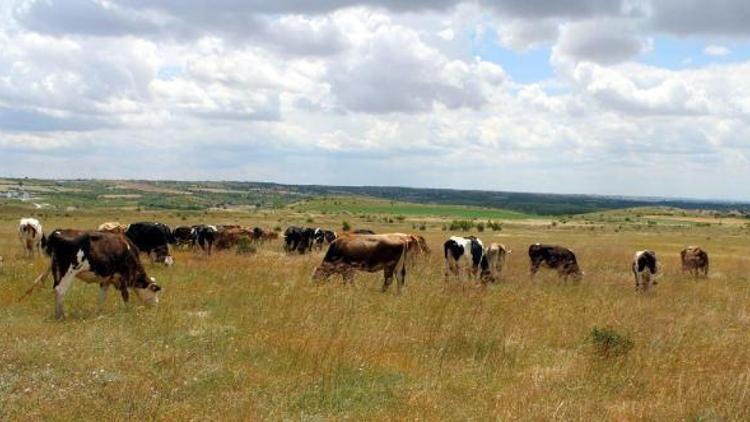 Kırklareline kaçak hayvan getiren besiciye 81 TL ceza uygulandı