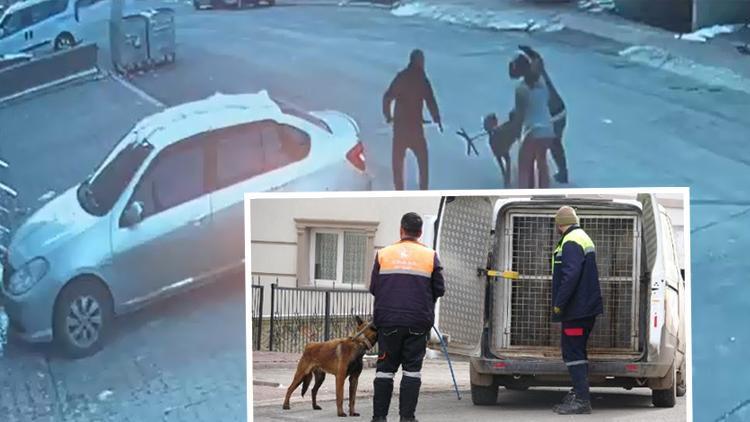 Sokak köpeği anne ve çocuklarına saldırdı: 4 yaralı