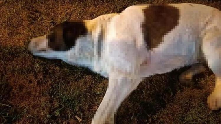 İzmirde 11 köpek zehirlenerek öldürüldü Soruşturma başlatıldı