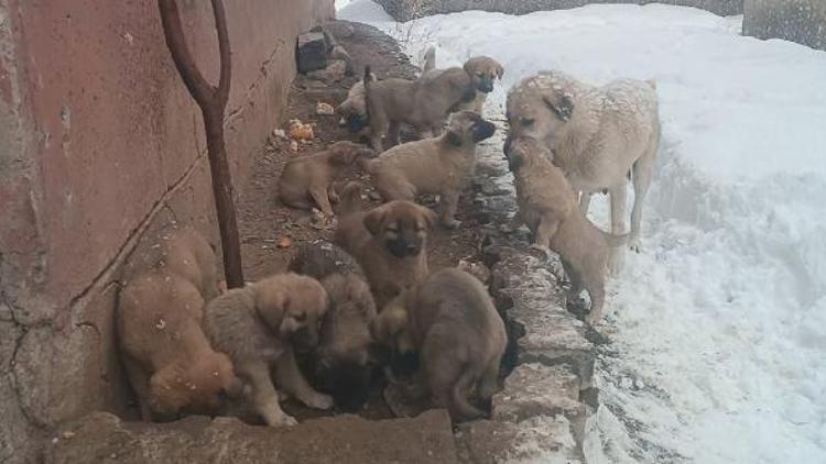 Köpek ve 12 yavrusuna hayvanseverler sahip çıktı