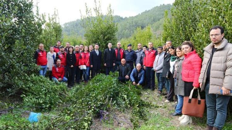 Ulada üreticilere defne fidanı ve biberiye fidesi dağıtıldı