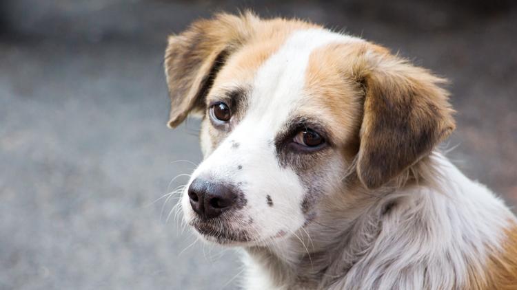 Sokak köpeklerine veteriner fakültesinden öneri: 300 kişiyle beş yılda çözeriz