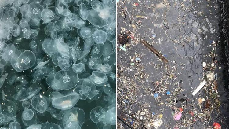 Marmara Denizinde binlerce denizanası... Dr. Kesici: Deprem kadar tehlikeli