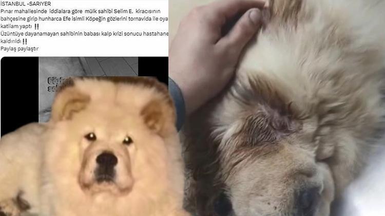 Kiracıdan ev sahibine iftira Sarıyerde tornavidayla köpeğe işkence iddiasında gerçek ortaya çıktı