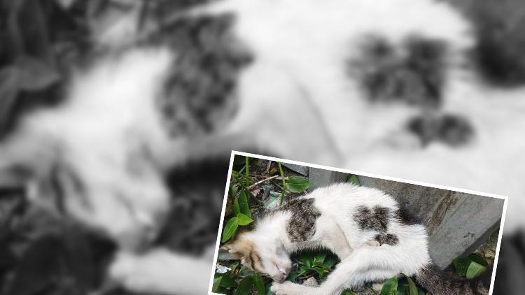 Trabzonda duvara fırlatıp kediyi öldürmüştü İstenen ceza belli oldu