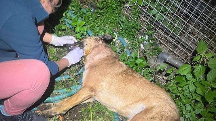 Vicdansızlar Bu kez yer Bodrum: 4 köpek ile 3 kedi zehirlenerek öldürüldü