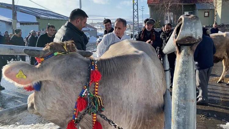 Ata yadigarı Zavot ırkı inekler yeni yüzyıla taşınıyor