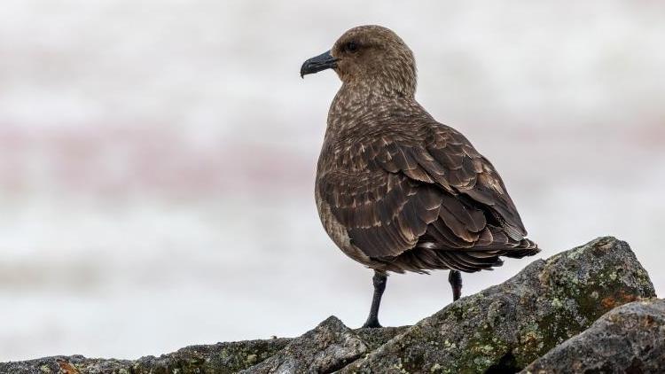 Antarktika’da ilk kez kuş gribine rastlandı