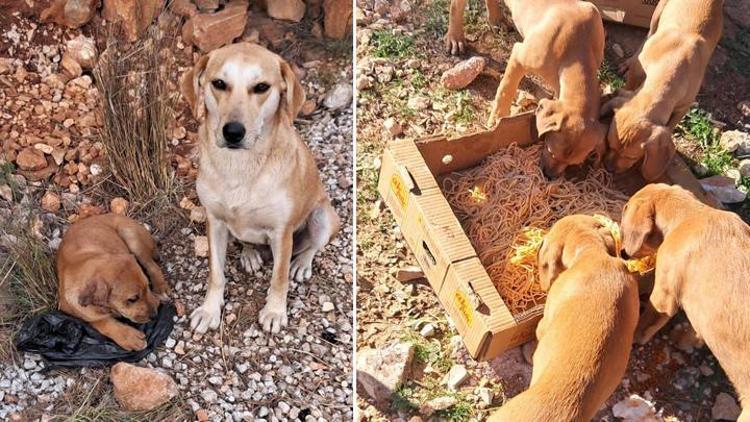Antalyada vahşet 4 yavru köpeğin kulak ve kuyruklarını kestiler