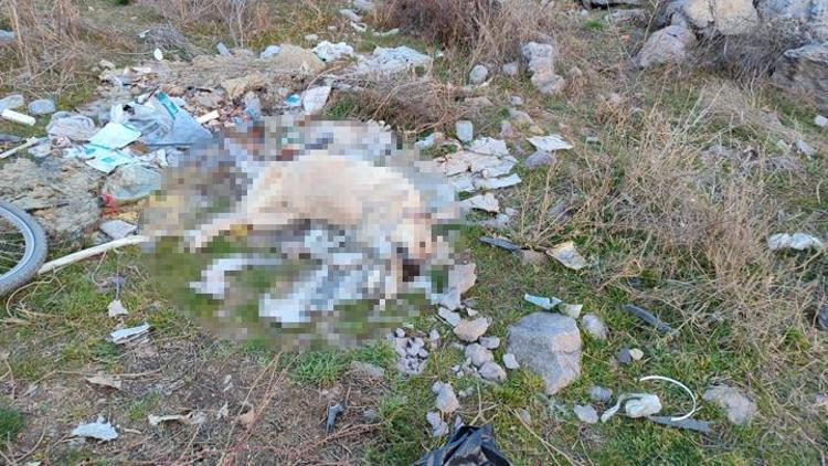 Ankarada vahşet Sokak köpeği, ağzı ve ayakları plastik kelepçeyle bağlı olarak ölü bulundu