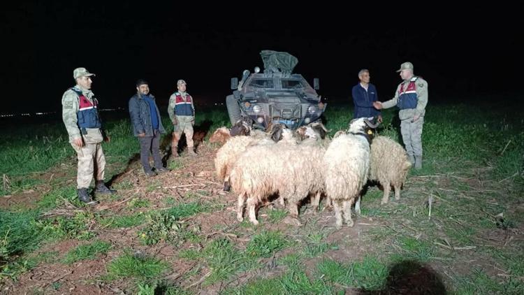 Kilis’te, kaybolan koyunları jandarma buldu