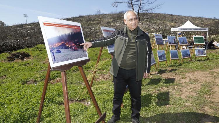 Halep çamı ormanı yeşeriyor, Akbelen de ağaçlandırılacak