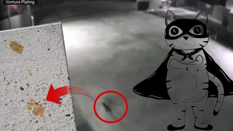 Film değil gerçek: Süper kedi alarmı Kimyasalla dolu tanka düştü, polis her yerde onu arıyor..