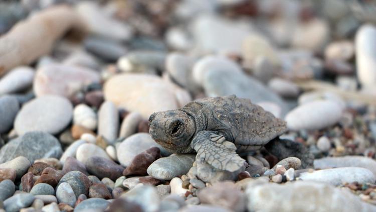 Yuva yapacak deniz kaplumbağaları için önlem alındı; hedef 3 bin 500den fazla yavru