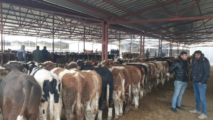 Kırşehirde şap hastalığı nedeniyle kapatılan hayvan pazarı yeniden açıldı