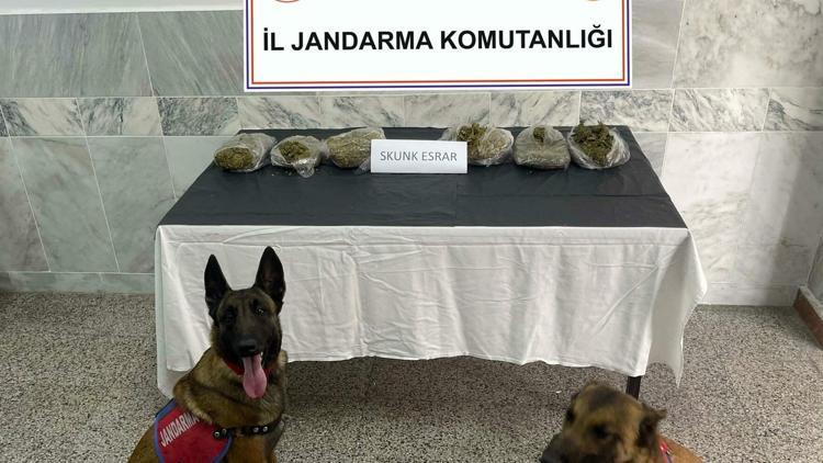 Yolcunun üzerindeki uyuşturucuyu narkotik köpekleri Azot ve Dem buldu