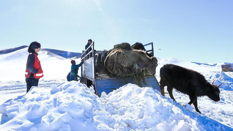 Son 50 yılın en sert kışı Moğolistanda yaklaşık 5 milyon hayvan hayatını kaybetti