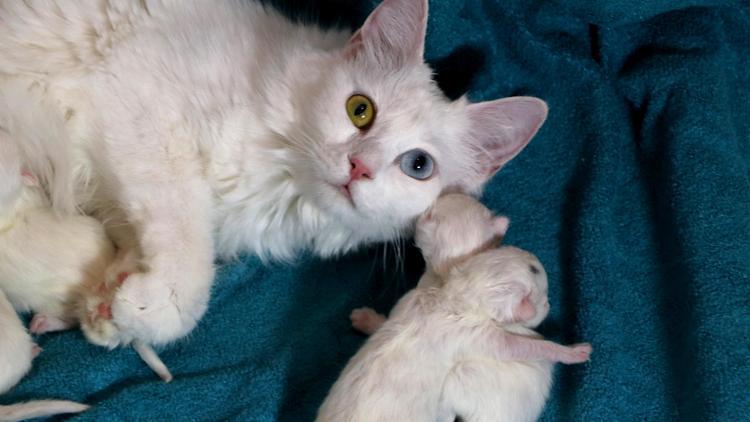 Van Kedi Villasında yavru heyecanı, 2024ün ilk yavruları dünyaya geldi