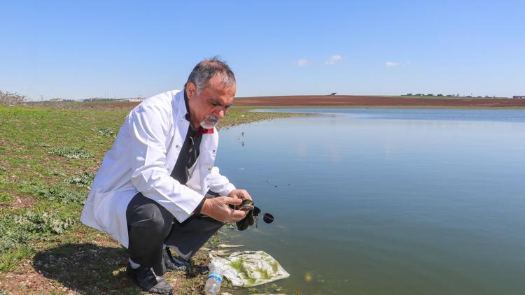 Diyarbakırın kuş cenneti Kabaklı Göletinde toplu balık ölümleri