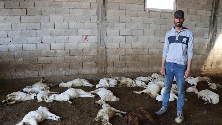 Banka kredisi ile aldığı kuzuları, başı boş köpekler telef etti